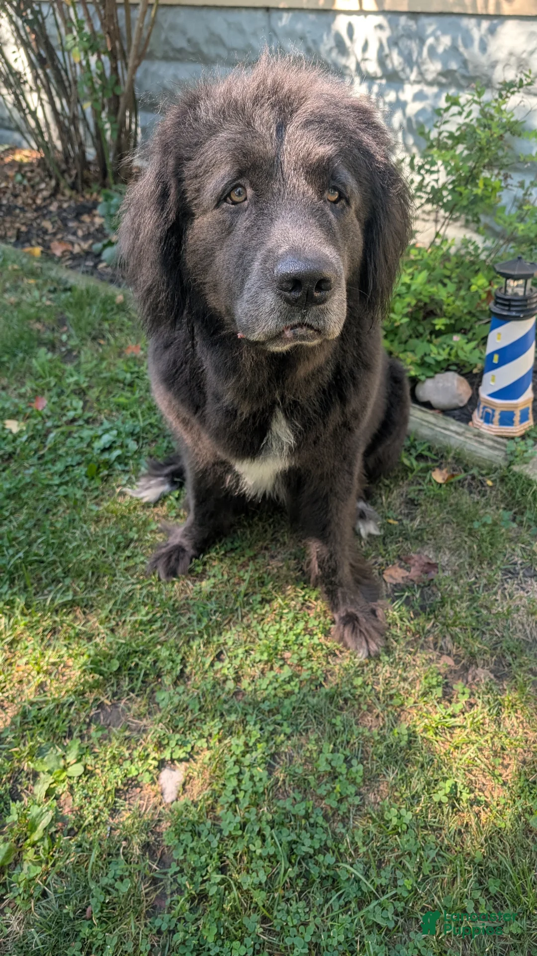 Newfoundland dogs for sale: Newfoundland Puppy 4 - Ad 7