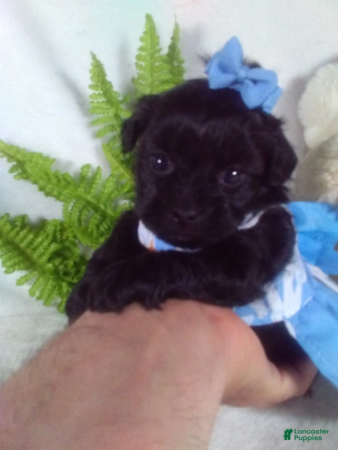 Shihpoo dogs for sale: Kona - Ad 1