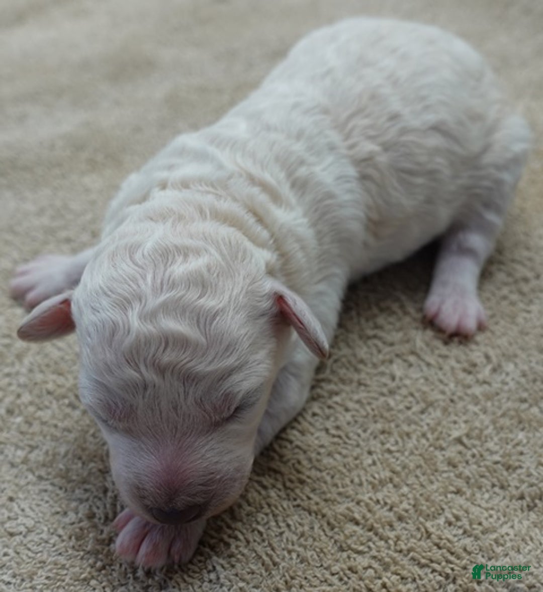 Toy Poodle dogs for sale: Zilla - Ad 2