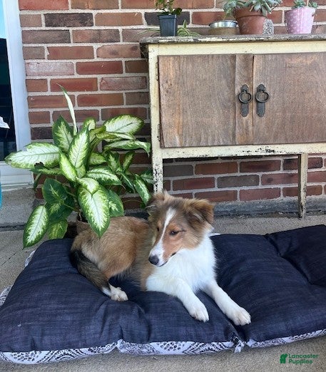 Shetland Sheepdog dogs Bennett - Ad 1