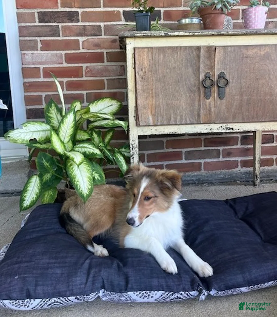 Shetland Sheepdog dogs for sale: Bennett - Ad 1