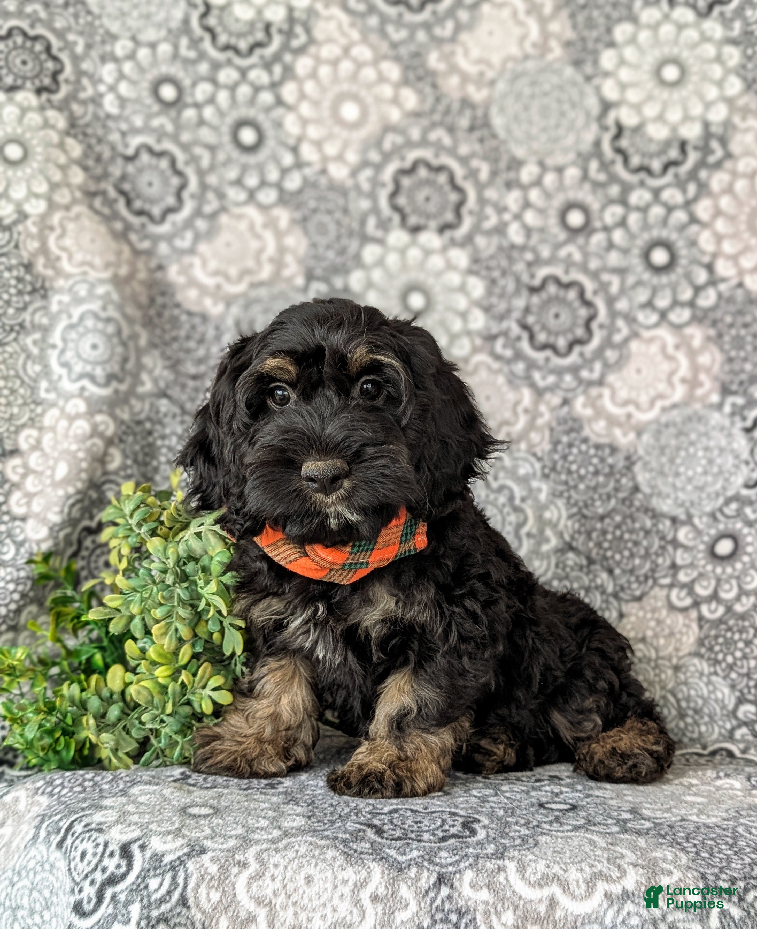 Cockapoo dogs Adrian - Ad 1