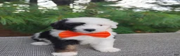 Bernedoodle dogs for sale: Oreo - Ad 4