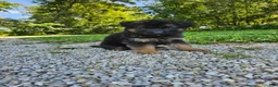 German Shepherd dogs for sale: Roxie  - Ad 6