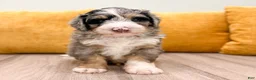 Mini Bernedoodle dogs for sale: Champ - Ad 1