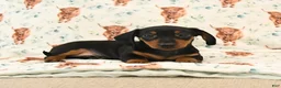 Miniature Dachshund dogs for sale: Toby - Ad 5