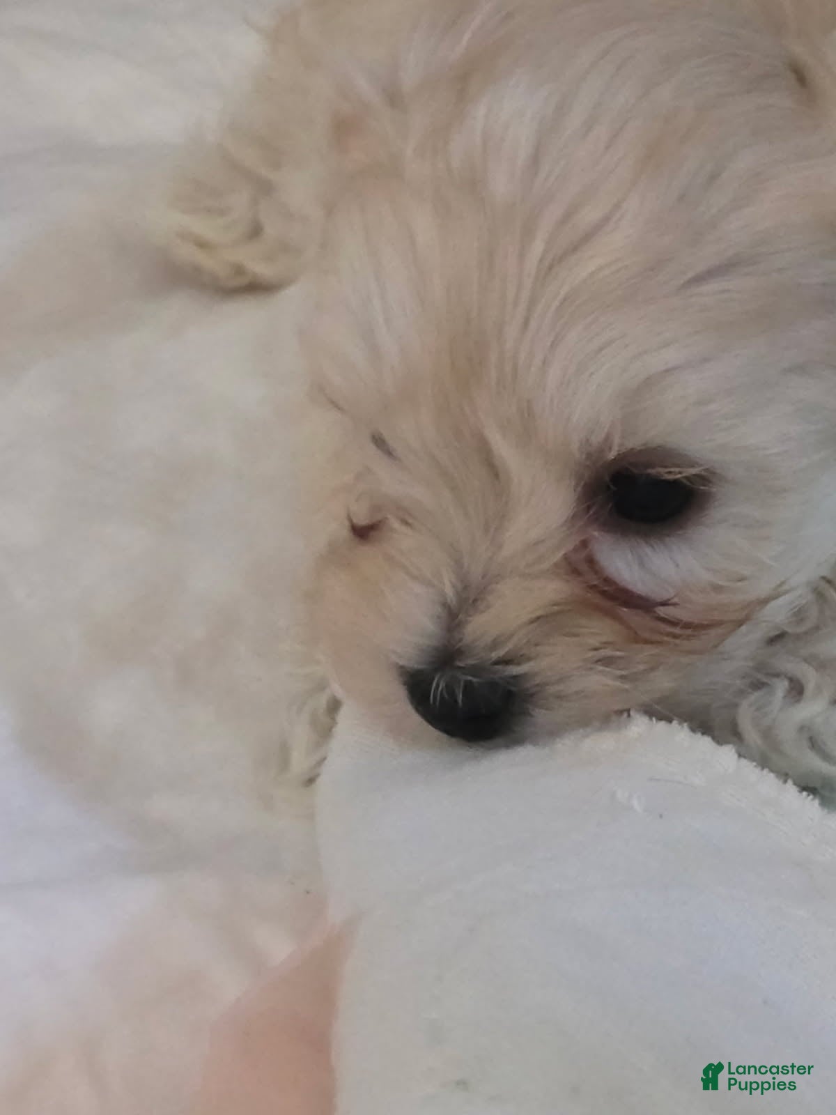 Morkie dogs Dorito - Ad 1