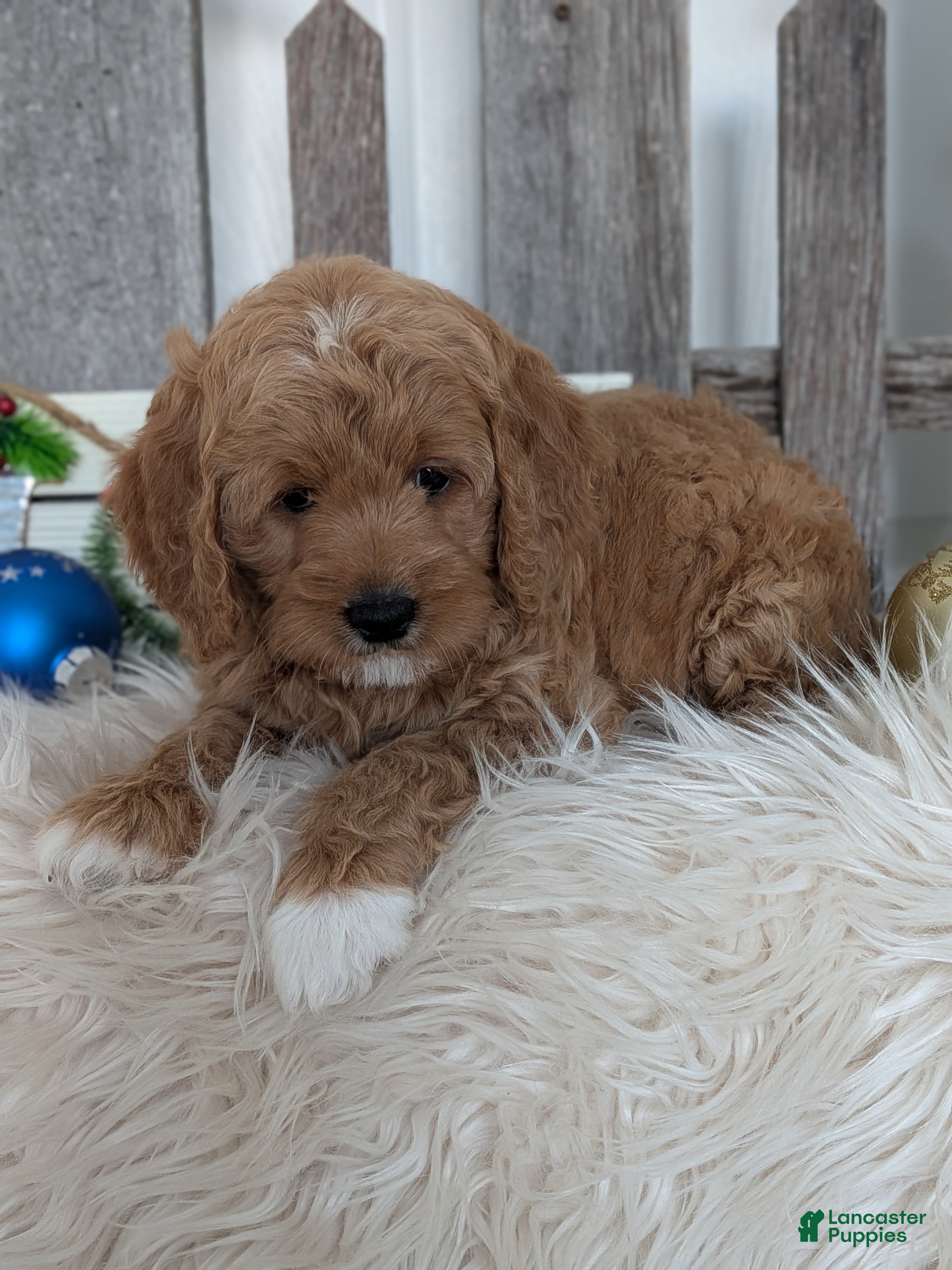 Goldendoodle dogs Buttons  - Ad 7