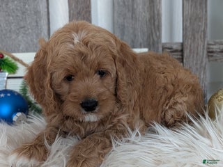 Goldendoodle dogs Buttons - Ad 7