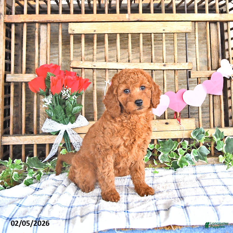 Mini Goldendoodle dogs Sofia - Ad 2