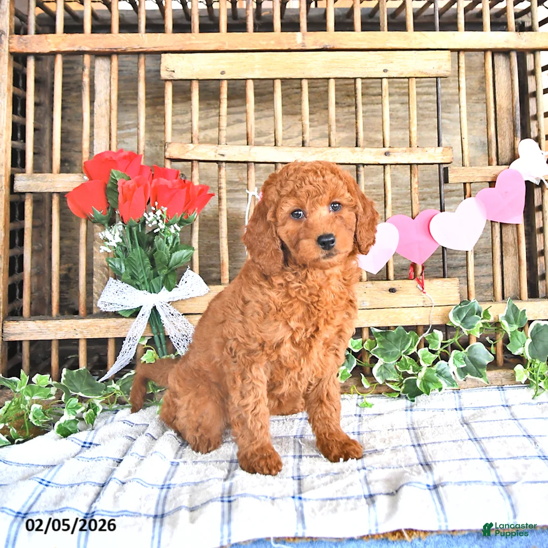 Mini Goldendoodle dogs for sale: Sofia - Ad 2