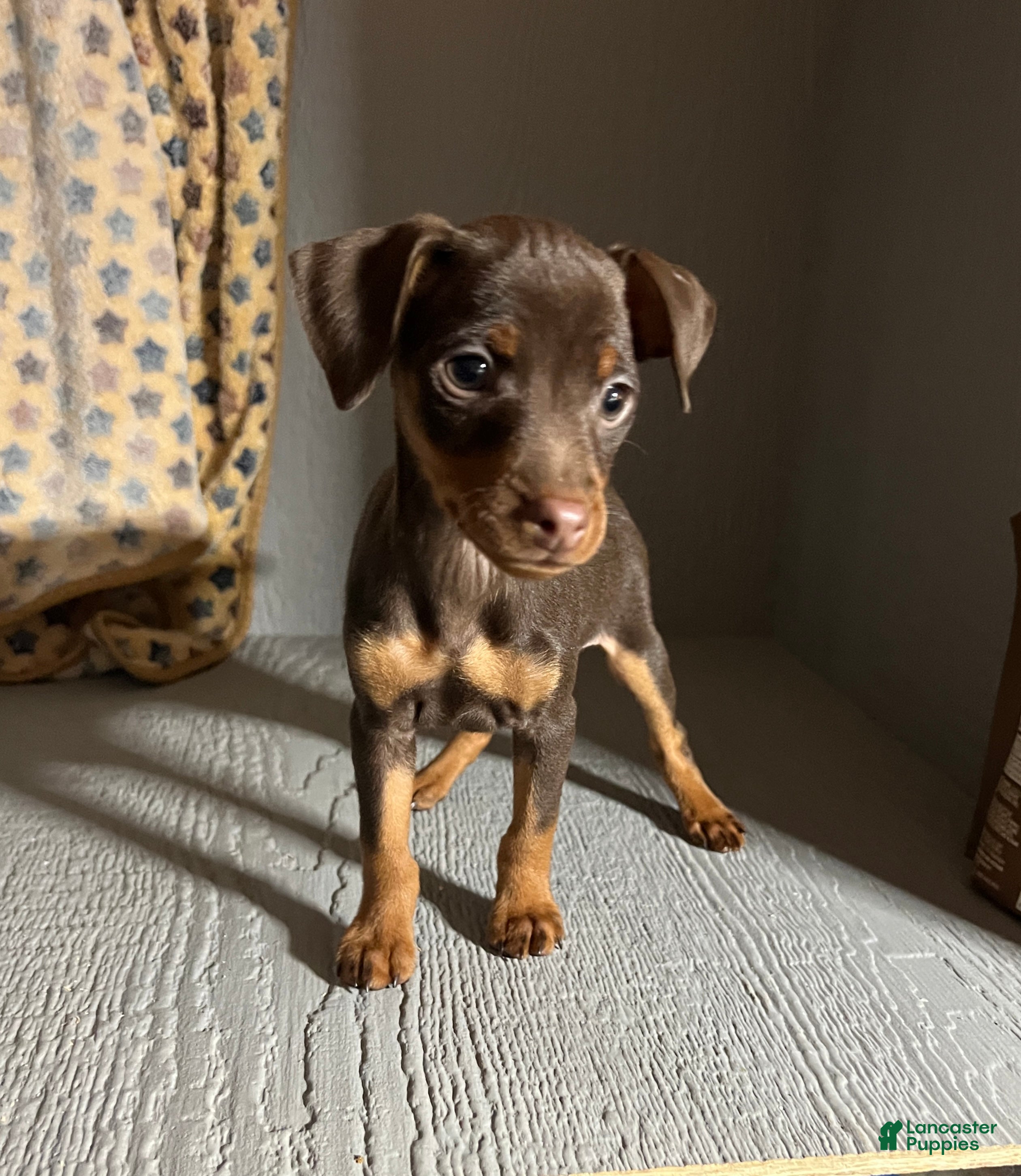 Miniature Pinscher dogs Brutus - Ad 16
