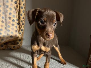 Miniature Pinscher dogs Brutus - Ad 16
