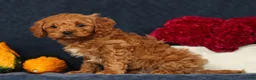 Cavapoo dogs for sale: Parker - Ad 6