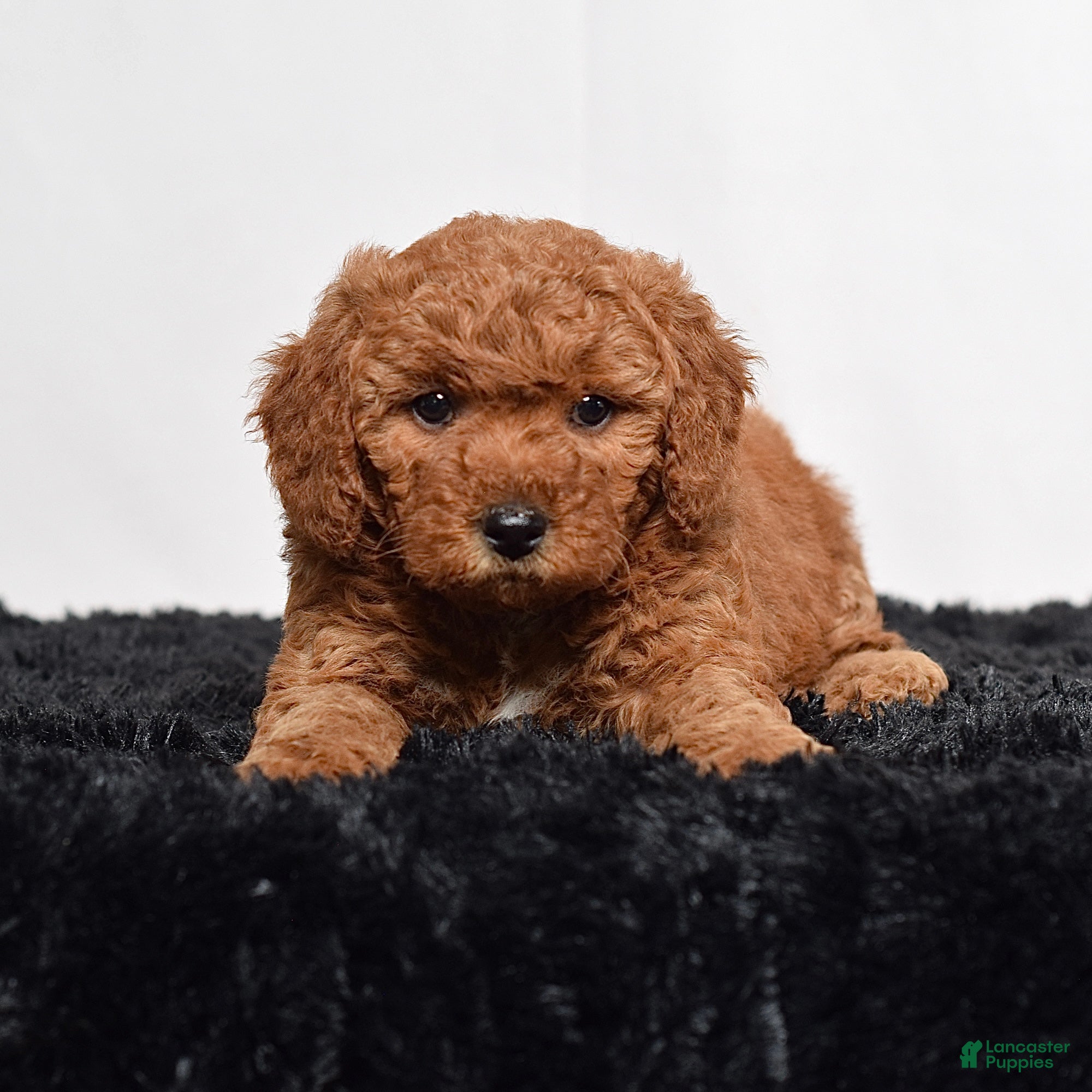 Mini Goldendoodle dogs  Missy - Ad 1