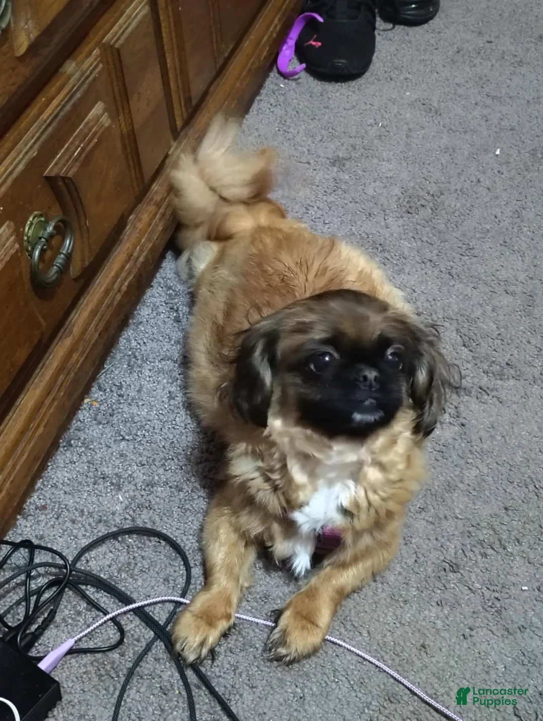 Mixed Breed dogs for sale: Mixed Breed Puppy 2 - Ad 2