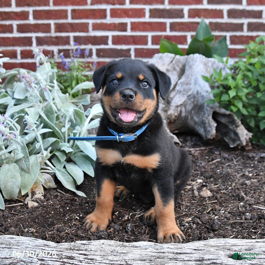 Rottweiler dogs Beau - Ad 1