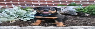 Beau