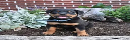 Rottweiler dogs for sale: Beau - Ad 1