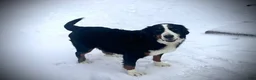 Bernedoodle dogs for sale: Ivanna - Ad 6