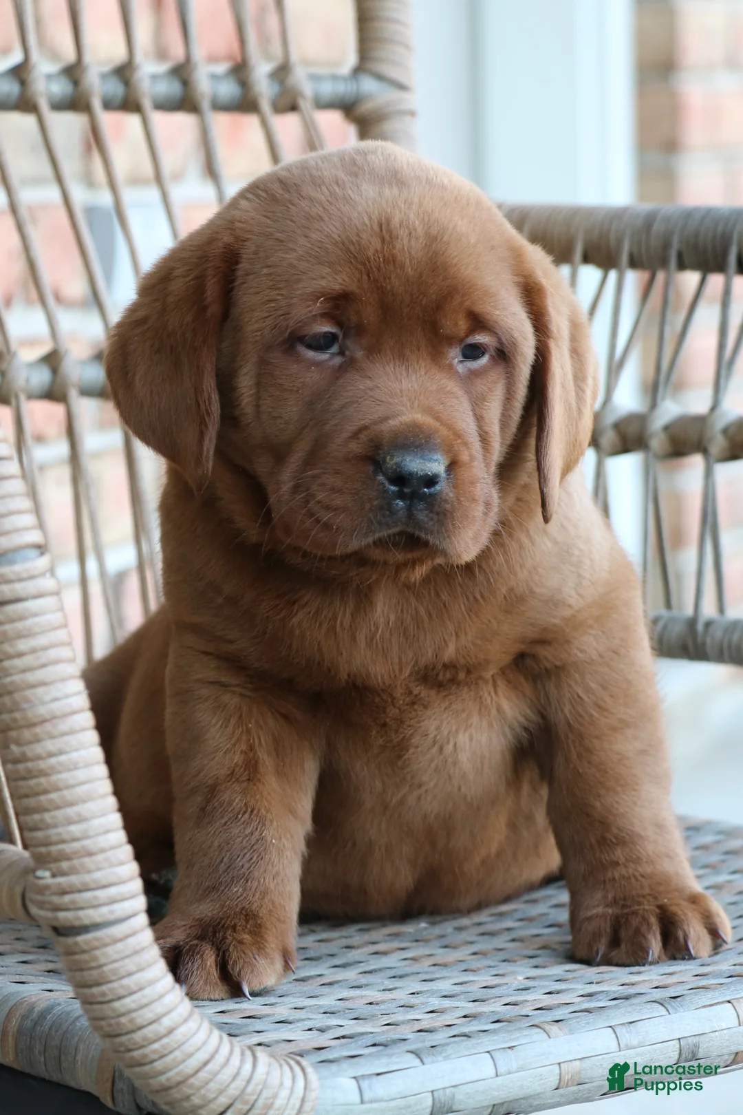 Labrador Retriever dogs for sale: Labrador Retriever Puppy 1 - Ad 1