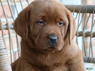 Labrador Retriever dogs Labrador Retriever Puppy 1 - Ad 20