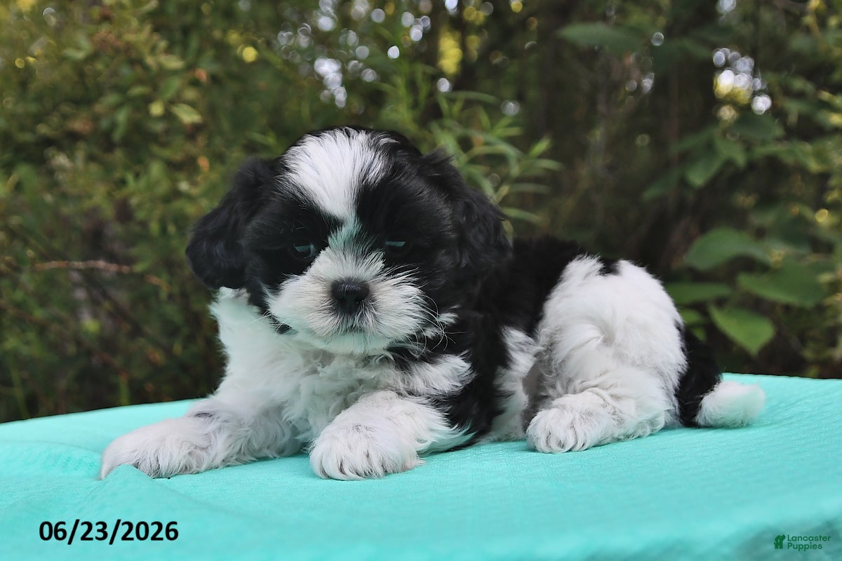 Shih Tzu dogs Tanner - Ad 2