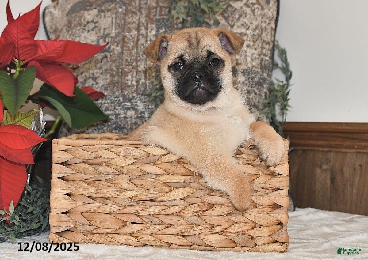 Mixed Breed dogs Adorable  Special Needs - Ad 12