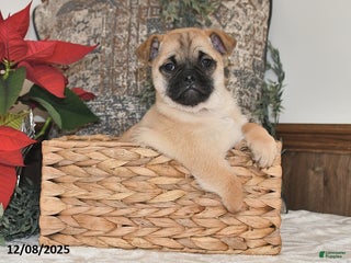 Mixed Breed dogs Adorable Special Needs - Ad 26