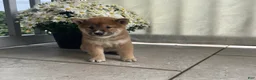 Shiba Inu dogs for sale: Cleo - Ad 4