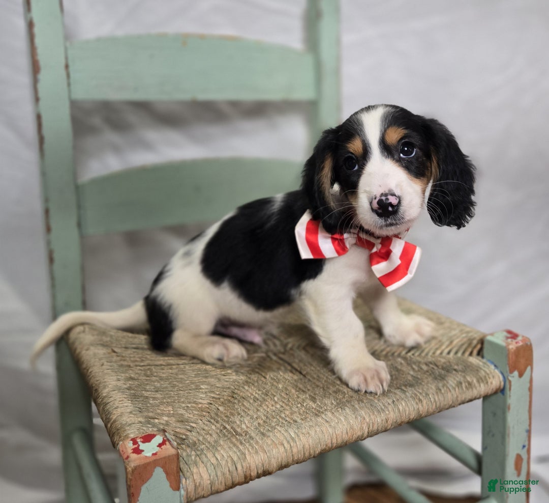 Miniature Dachshund dogs for sale: Tyler - Ad 3