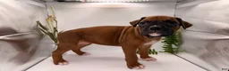 Boxer dogs for sale: Champ  - Ad 38
