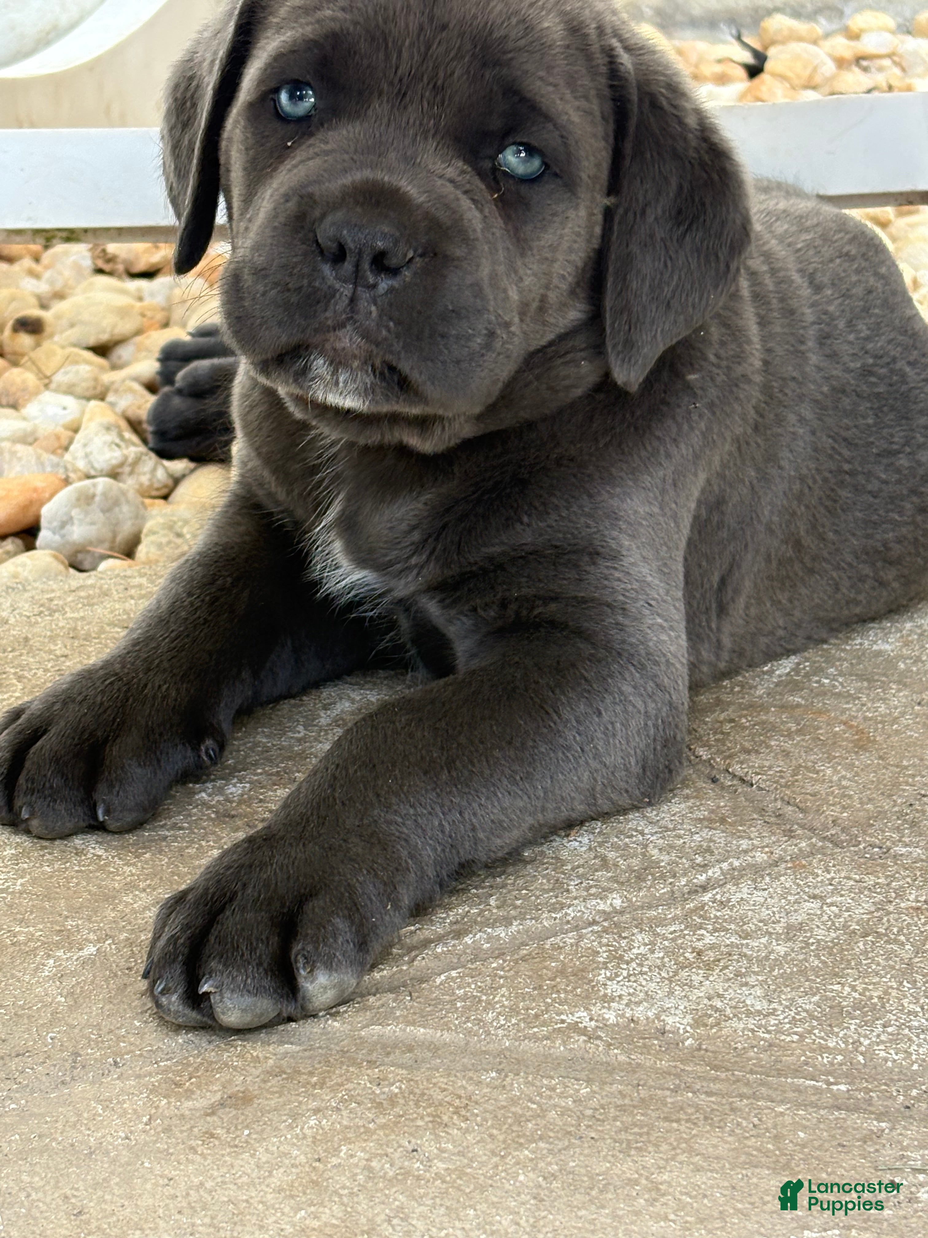 Cane Corso dogs for sale: Cane Corso 2 - Ad 1