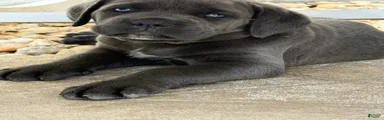 Cane Corso 2