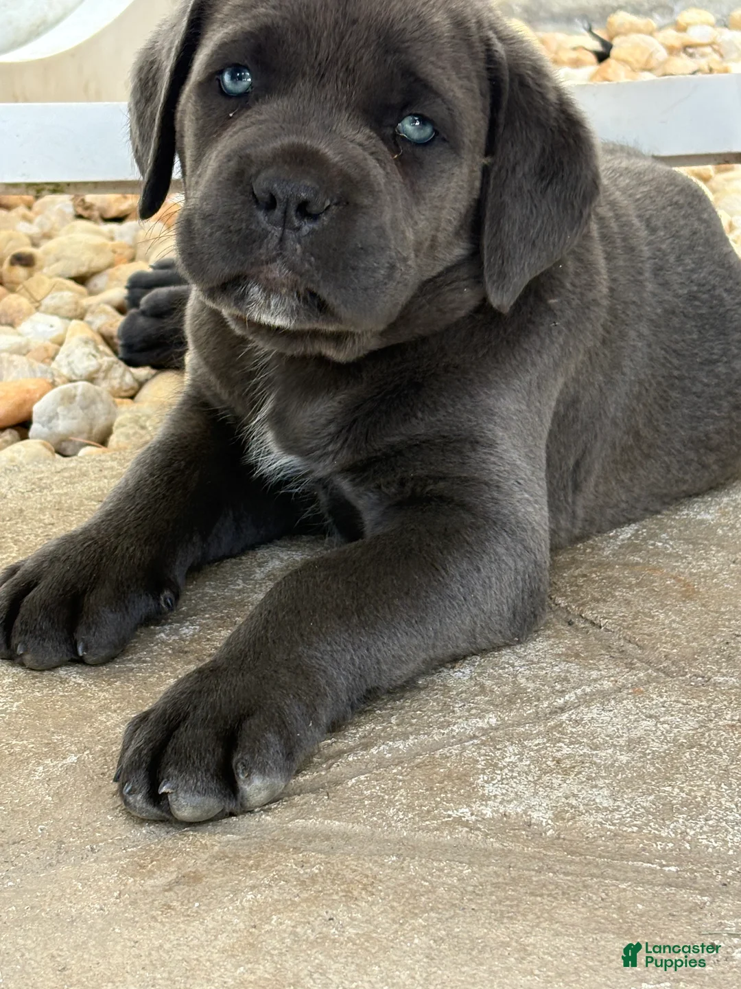 Cane Corso dogs for sale: Cane Corso 2 - Ad 1
