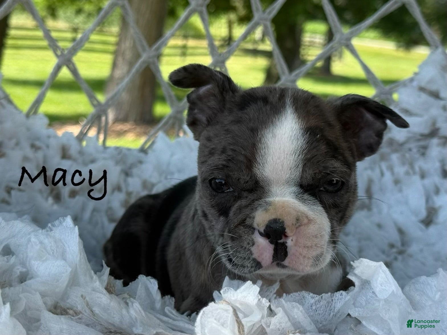 Boston Terrier dogs Macy - Ad 1