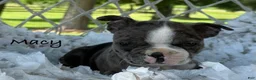 Boston Terrier dogs for sale: Macy - Ad 1