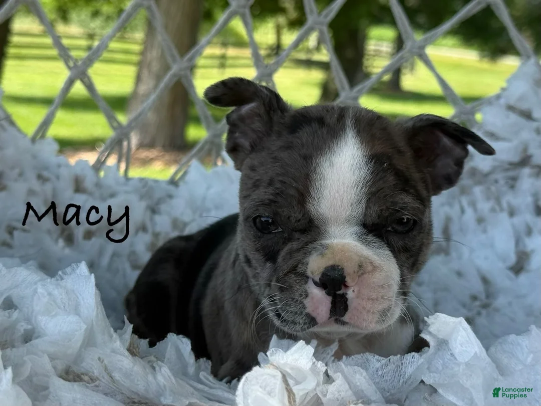 Boston Terrier dogs for sale: Macy - Ad 1