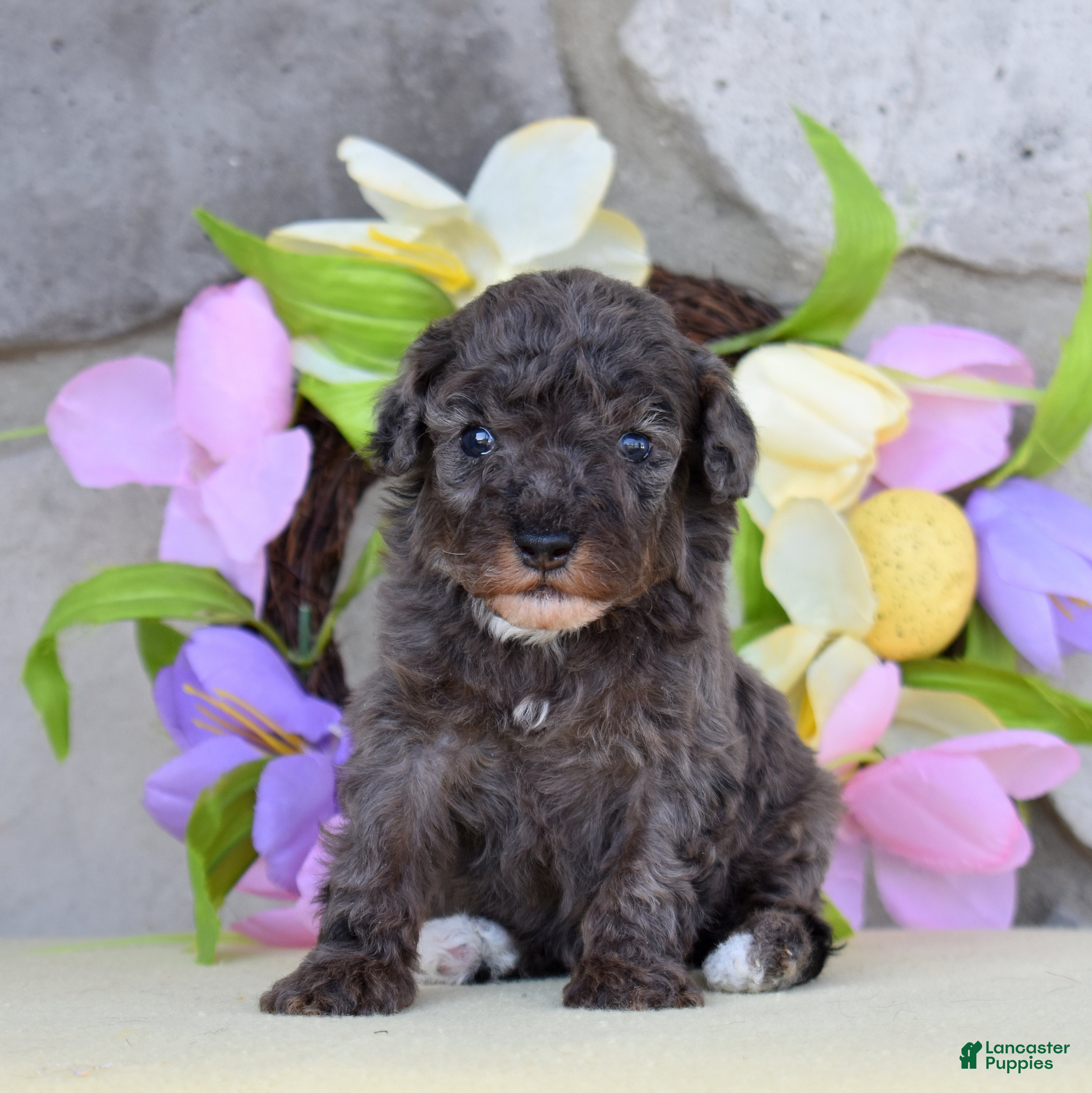 Miniature Poodle dogs Sapphire  - Ad 1