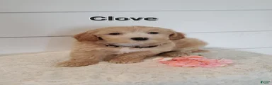 Clove