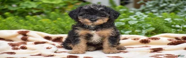 Dolly - Miniature