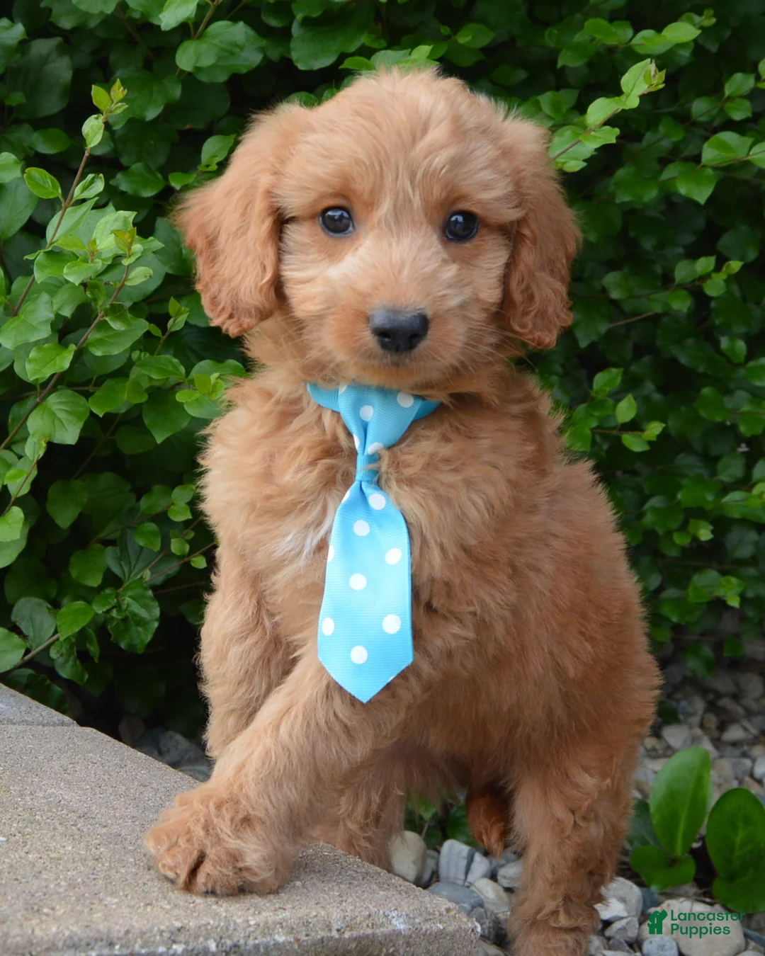 Mini Goldendoodle dogs for sale: Mini Gus - Ad 1