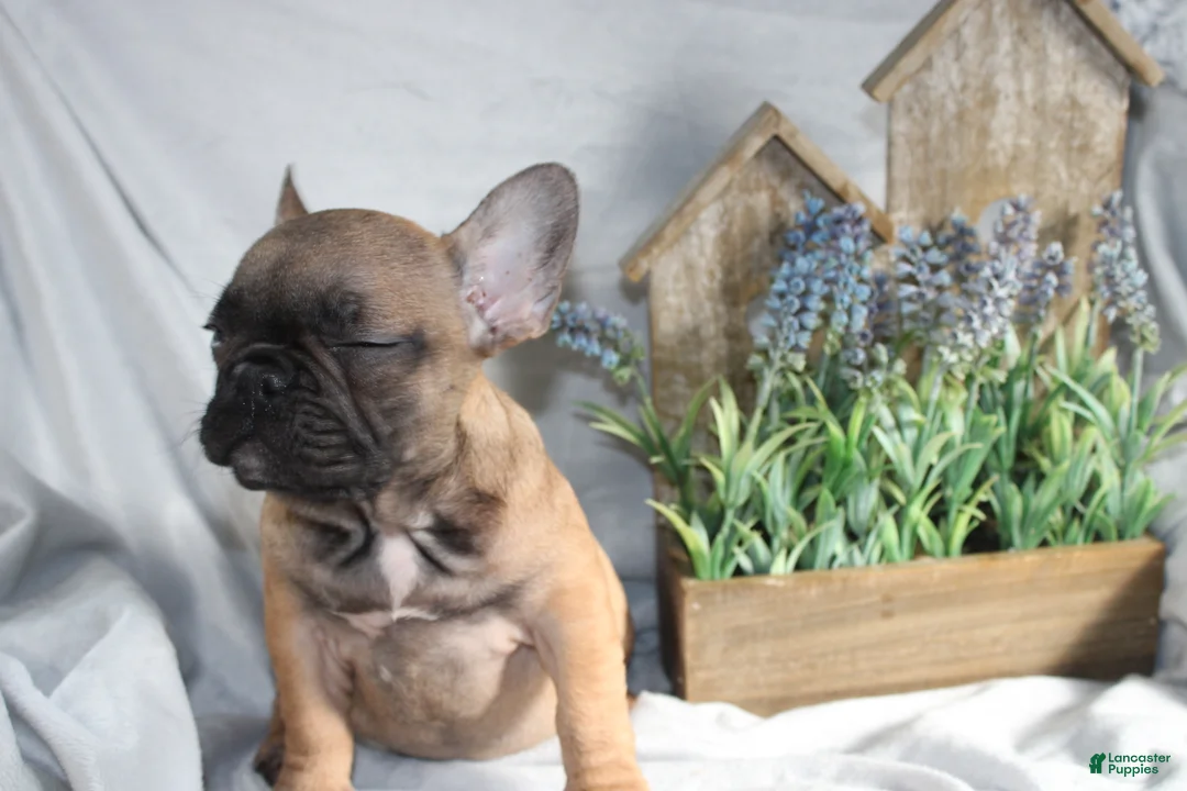 French Bulldog dogs for sale: French Bulldog Puppy 1 - Ad 3