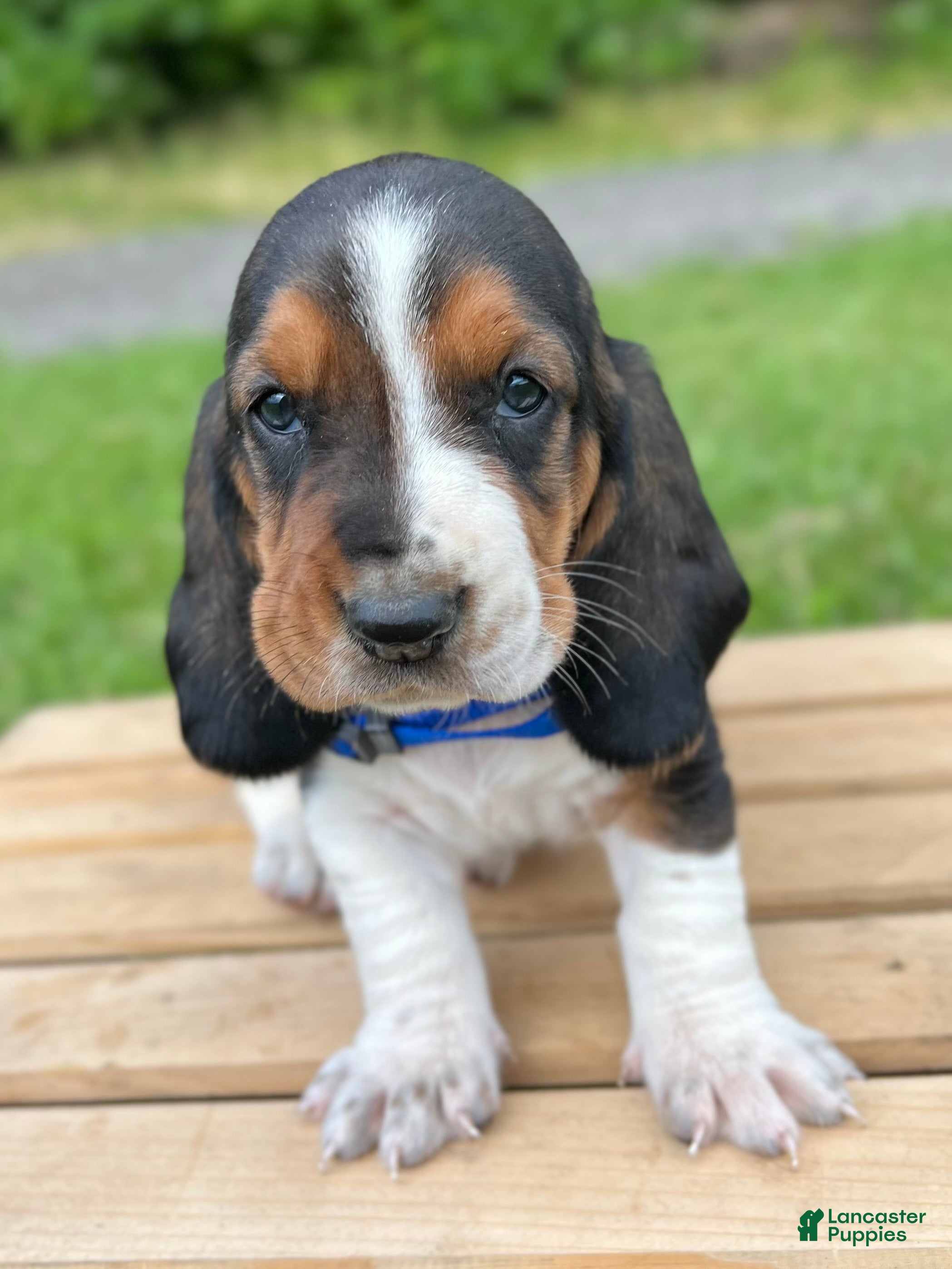 Basset Hound dogs Oscar - Ad 2