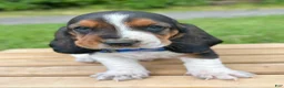Basset Hound dogs for sale: Oscar - Ad 2