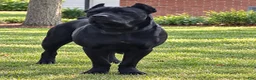 Cane Corso dogs for sale: Cane Corso 1 - Ad 16