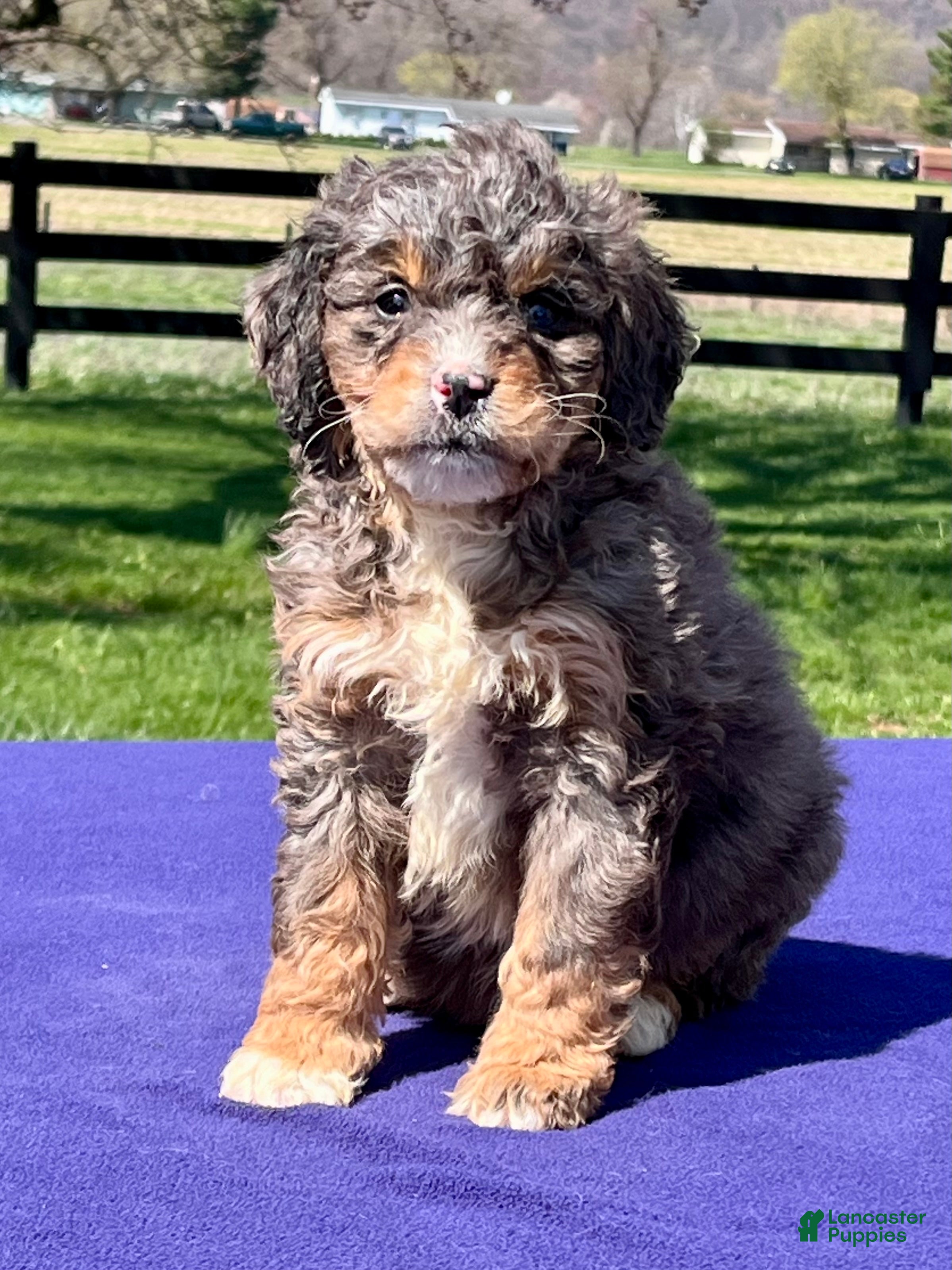 Bernedoodle dogs Luna - Ad 1