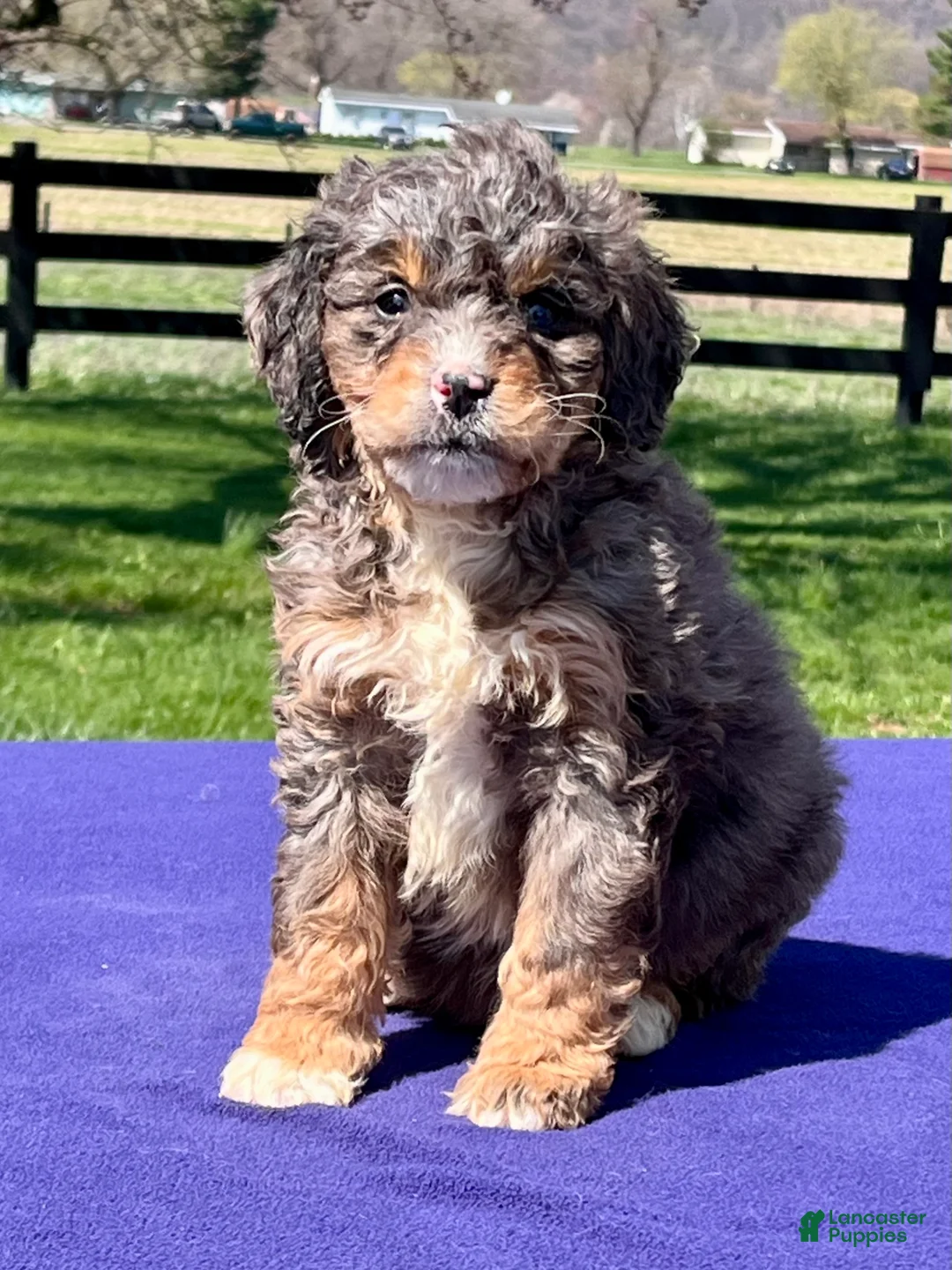 Bernedoodle dogs for sale: Luna - Ad 1