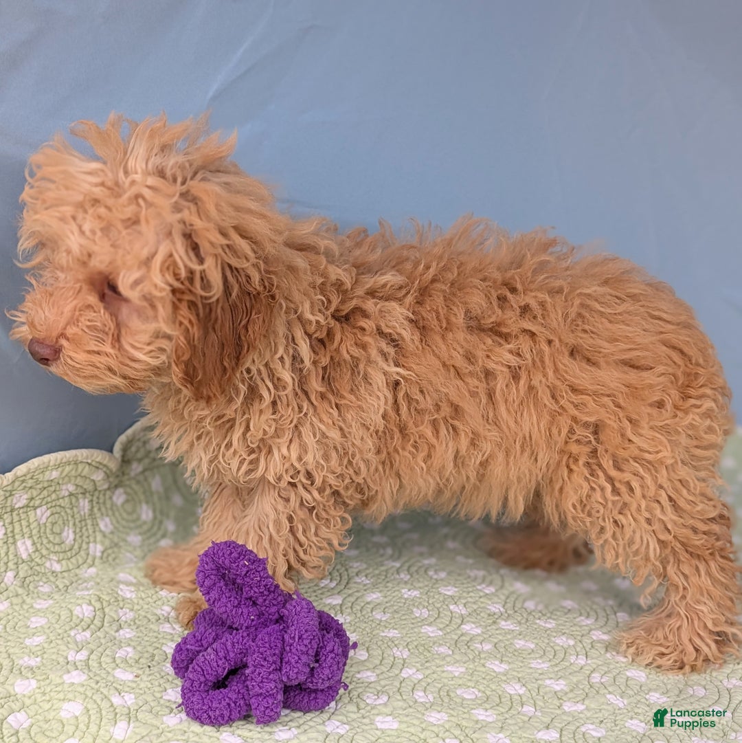 Toy Poodle dogs for sale: Radiatori - Ad 7