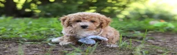 Bichpoo dogs for sale: Rusty - Ad 4